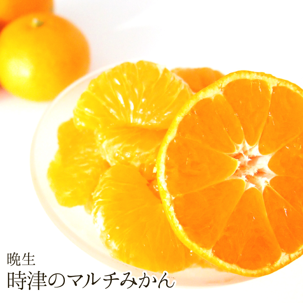【送料無料】時津のマルチみかん(晩生)（約10kg）